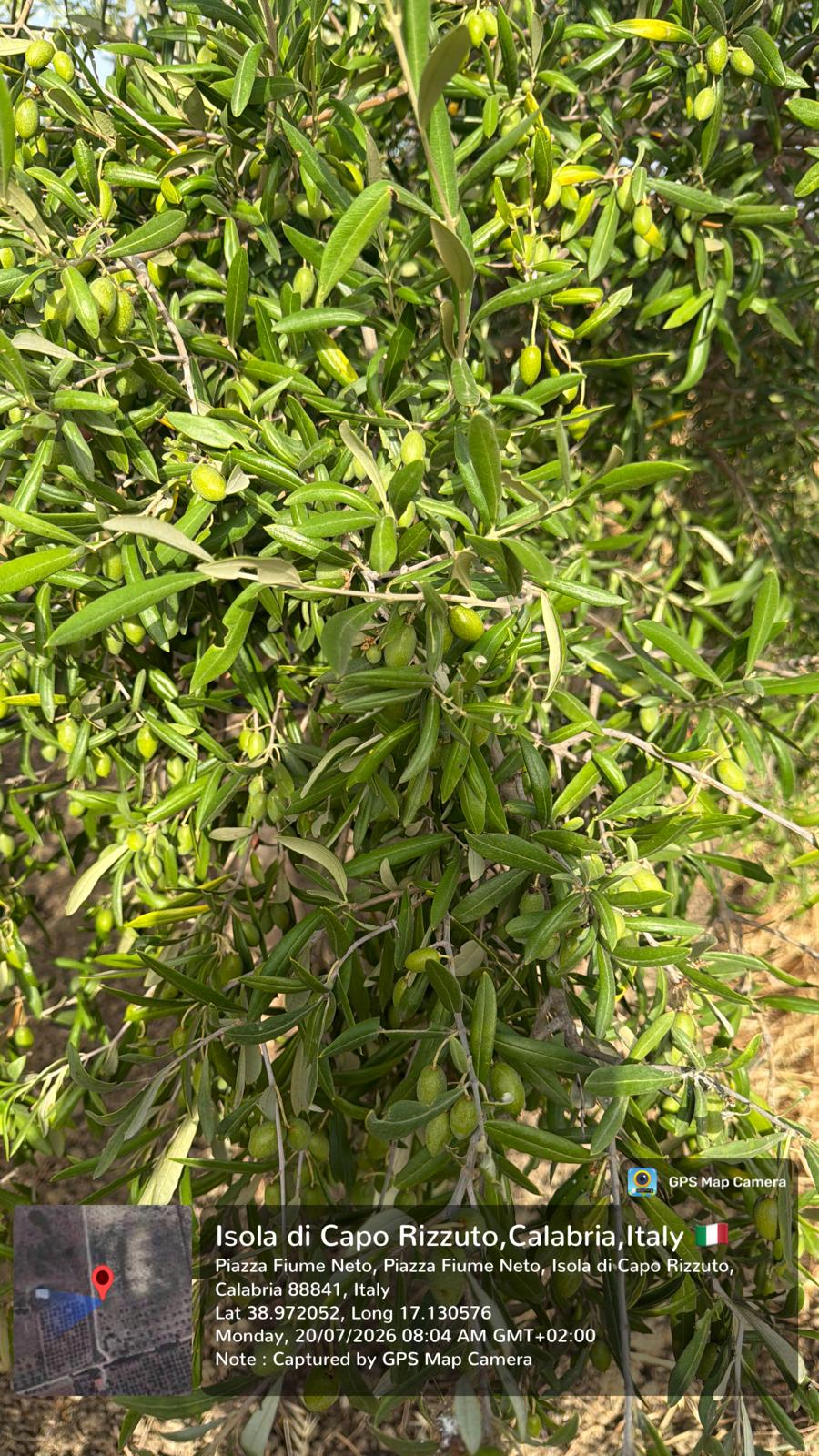 Olio Extravergine di Oliva IURACE 100% Italiano – Latta da 5L – Estratto a Freddo – Calabria