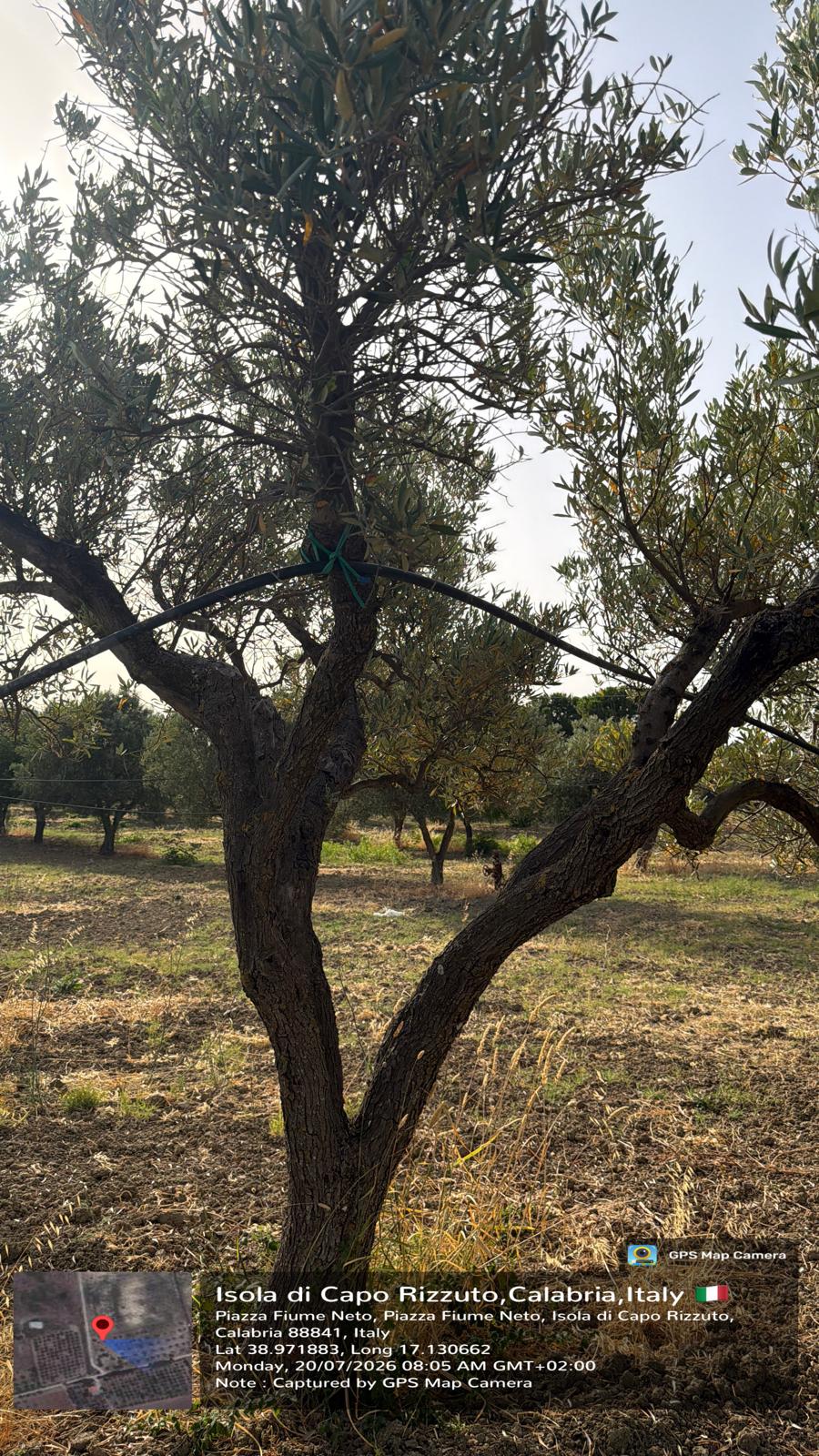 Olio Extravergine di Oliva IURACE 100% Italiano – Latta da 5L – Estratto a Freddo – Calabria