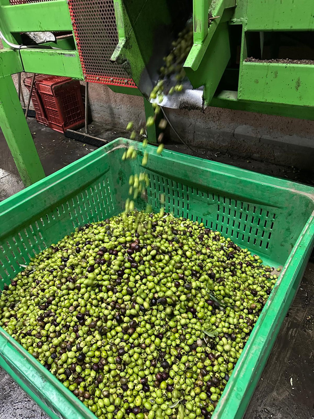 Olio Extravergine di Oliva IURACE 100% Italiano – Latta da 5L – Estratto a Freddo – Calabria